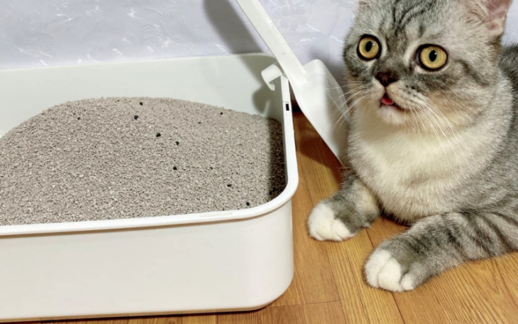 Dùng cát vệ sinh cho mèo