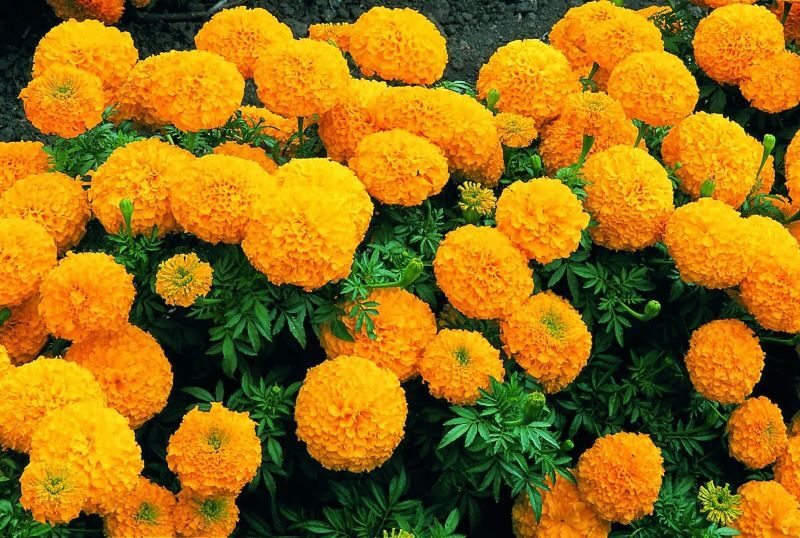 Bông cúc có màu vàng hoặc cam với nhiều cảnh hoa nhỏ chụm lại, tạo hình dạng cầu tròn