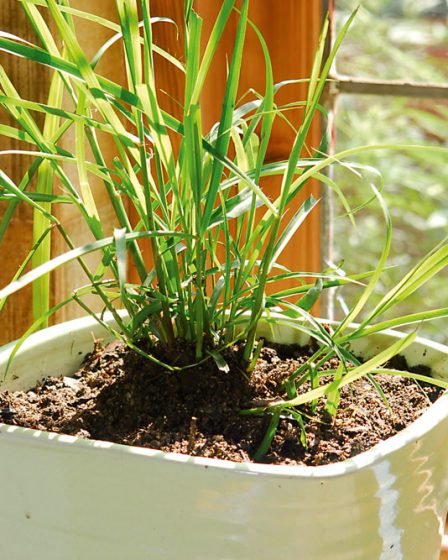 Cây sả có thể trồng trong nhà và có khả năng đuổi muỗi hiệu quả